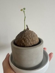 泰國圓葉山烏龜