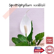 (GG real plant) spathiphyllum wallisii  keladi putih white lily pokok hidup hiasan dalaman live indo