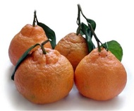 benih/bibit/biji jeruk satsuma