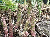 Seed Pack: Asparagus Seed, PRECOCE D'Argenteuil, Non-GMO, Organic 25+ Seeds : Package Contains Seeds