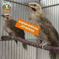 burung cucak Rowo anakan trotol sepasang ngeriwik rajin mewah joss