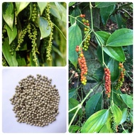 Black peppercorn plant seeds(15 seeds) - peppercorn plant seeds paminta piper nigrum