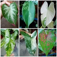 Keladi JAZZ SHYCOOL ALBINO ALBO THREE KINGS PHILODENDRON BURLE MARX VARIEGATE (anak pokok caladium singonium alocasia)