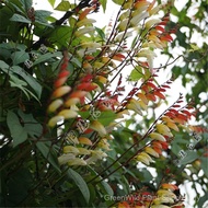 Sg Fish Flower Tsutara Goldfish Flower Vine Jungle Queen Orange Red Morning Flower Seed Climbing Vin