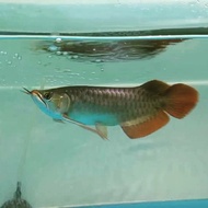 arwana/arowana super red spesial