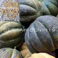 BENIH UNGGUL!! 500+ BENIH BLEWAH MANOHARA/KRETEK UNGGULAN