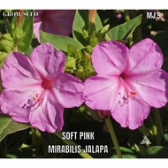 SOFT PINK MIRABILIS JALAPA SEED BIJI BENIH [ MJ 9 ]