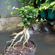 Pohon Bonsai Serut⠀⠀⠀⠀⠀⠀