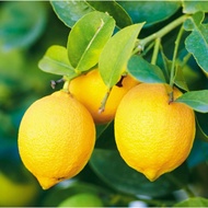 Lemon / pokok lemon / lemon australia / lemon kuning / pokok lemon australia hybrid