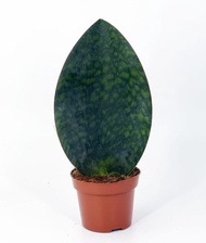 Whale Fin Snake Plant With FREE plastic pot (indoor and outdoor Plant, Real Plant , Plants for sale 