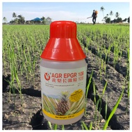 [ORIGINAL]500ML AGR EPGR 108 /Hormon nenas/Penggalak Buah nenas/Maxi PGR Ethephon 10.8%/Super Estres