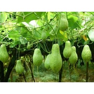 Climbing chayote seeds, germinate well, easy to grow - h2t farm