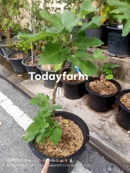 มะเดื่อฝรั่ง แบล็คอิสราเอล Black Israel /Tree figs