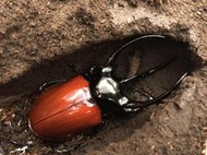 [PAPA甲蟲] 高卡薩斯南洋大兜蟲 j亞種（幼蟲）