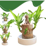 Supplement  with Pure Supports AdvancedBrazilian Wood Plant,Fortune Brazil Wood Potted Plant,Brazili