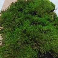 forest moss hijau - lumut hutan - hiasan aquascape - lumut hidup