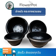 กระถางชวนชม อ่างบัว  กระถางทรงเตี้ย แบบมีรู และไม่มีรู 12 นิ้ว 16 นิ้ว 18 นิ้ว 20 นิ้ว