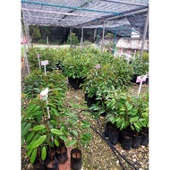 Jenis2 Pokok Durian Rare Dari Balik Pulau💥💥💥