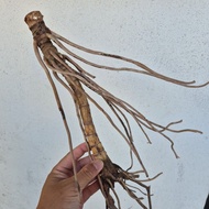 Rotan Sonsang ~ ruasnya songsang dan terbalik.