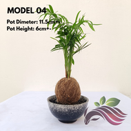 Kokedama Pot by LS Group