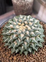 姬牡丹    多肉植物