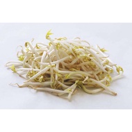 Tauge [Bean Sprouts] [豆芽] 100g