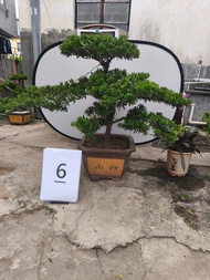 金鑽羅漢松~高90cm