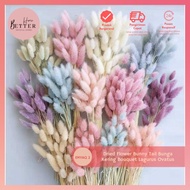 Dried Flower Bunny Tail Bunga Kering Bouquet Lagurus