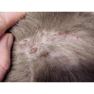FUNGUS KUCING KURAP KUCING