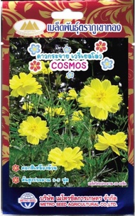 เมล็ดดอกดาวกระจาย เวรี่เยลโล่ COSMOS ดอกสีเหลืองล้วน MT/FW-23 ปริมาณ30เมล็ด ดอกคอสมอส เมล็ดพันธุ์ดอก