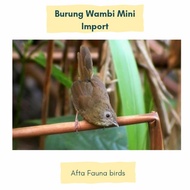 Burung wambi mini import