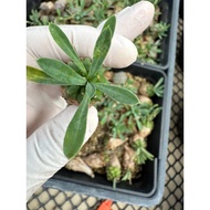 Euphorbia Japonic Cactus