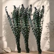 Preserved Eucalyptus Leaves Oil Avenes