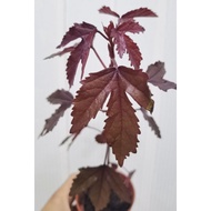 Maple tree red plant