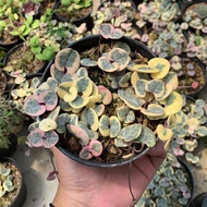 string of heart variegata