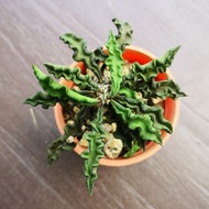 Succulent Euphorbia decaryi Guillaumin- 皱叶麒麟