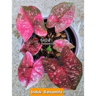 Keladi thai rare, Caladium RATSAMIFA super Rare