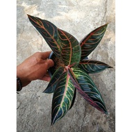 Aglaonema Red Sumatera - ornamental plant - house plant