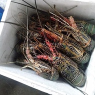 ♤ lobster laut 1kg up (1000gr - 2000gr/ekor)