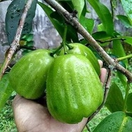 Pokok Jambu Madu Hijau Hybrid 100%
