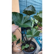 Alocasia Teacup cantik