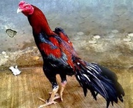 Ayam Pakhoy Import Ori - Ayam Pakhoy Asli ASLI