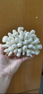 魚缸珊瑚石