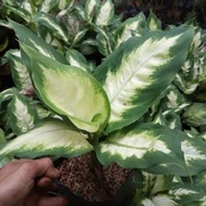 Tanaman aglonema blanceng susu / aglonema blanceng susu