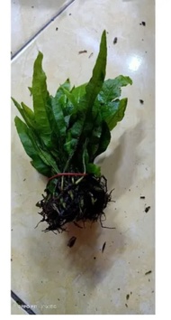 TANAMAN AQUASCAPE KADAKA JAVA FERN per ikat