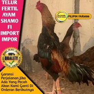 Jos Telur Tetas Ayam Shamo Import Impor Jepang Asli Original Ori Bukan