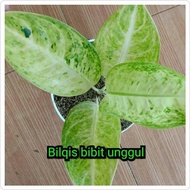 Bibit Bunga Aglonema Bigroy White Putih Bilqis Bibit Unggul