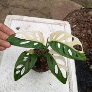 tanaman hias monstera janda bolong variegata/janda bolong varigata
