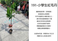 心栽花坊-191小學生紅毛丹/4吋/嫁接苗/水果苗/售價2200特價1500