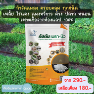 บิวเวอร์เรีย + เมธาไรเซียม ของเเท้100% กัปตันเมธา+บิว มีส่วนผสมของสารจับใบ (ขนาด 500กรัม) ปลอดภัย 10